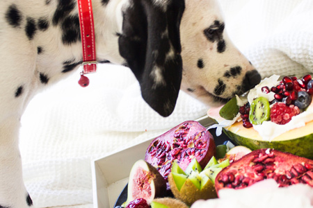Human Food for Your Pets